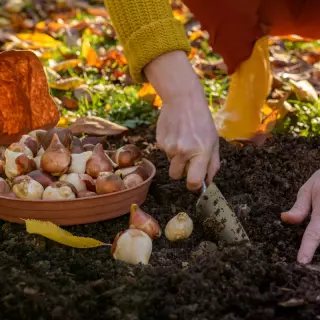 Jakie "cebule" sadzić jesienią, aby pięknie zakwitły na wiosnę?